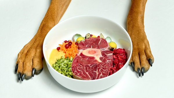 Dog paws on either side of a bowl filled with raw dog food, raw meat, raw vegetables, quail eggs, and berries.