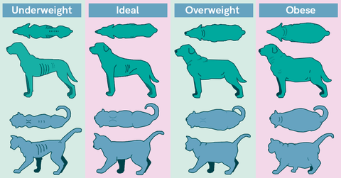 body score for dogs and cats