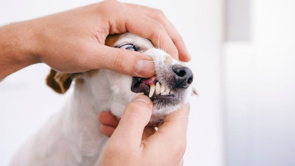 inspecting dog teeth for pet dental health month