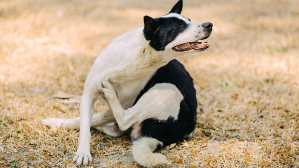 itchy dog symptoms and causes