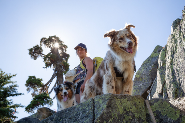 person hiking in Howe sound with their two australian shepherd dogs