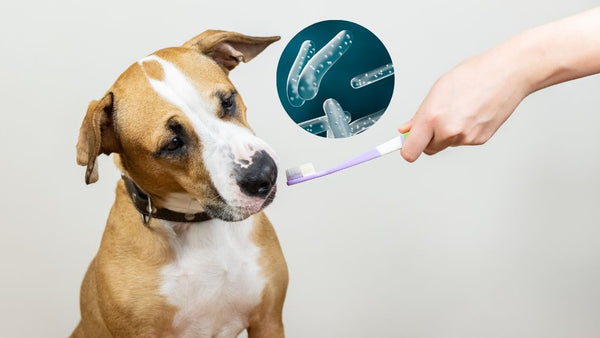 Probiotics for dental health in dogs