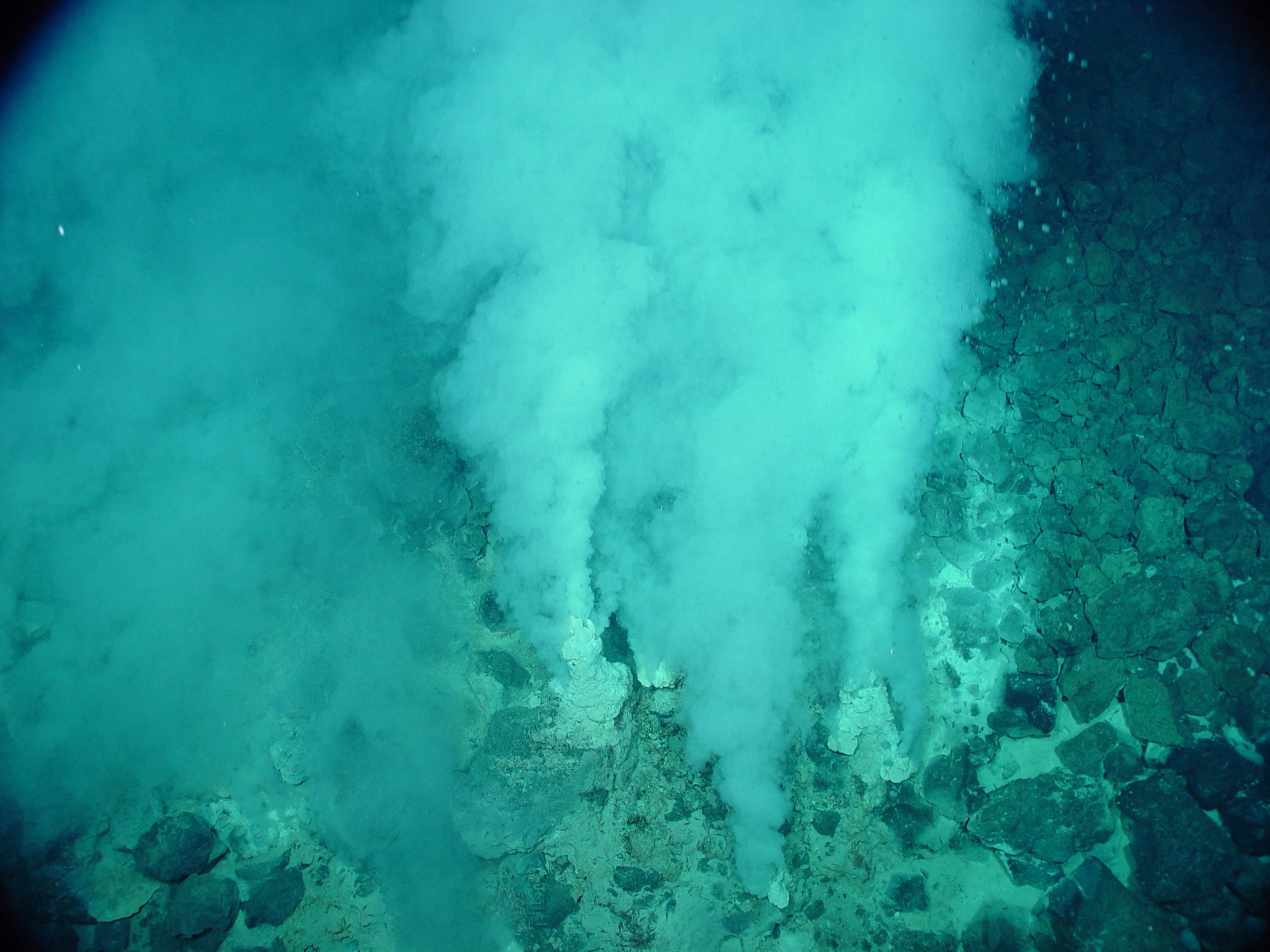 hydrothermal vent clams