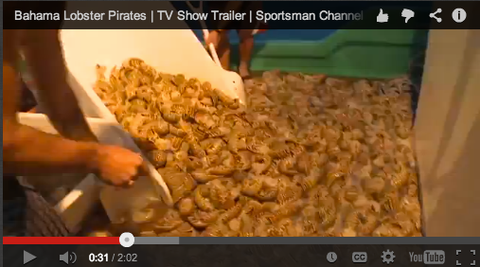 bahama-lobster-commercial-haul-headhunter-spearfishing