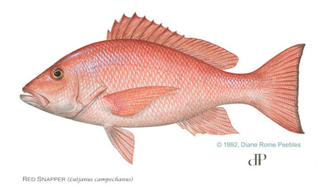 Gulf-Red-Snapper-FWC