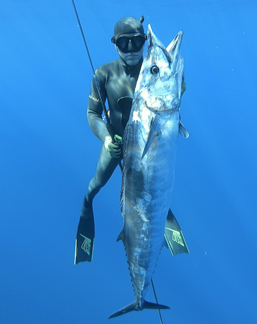 Spearfishing, freediving, polespear, headhunter spearfishing, grouper, freedive, hunting, fishing