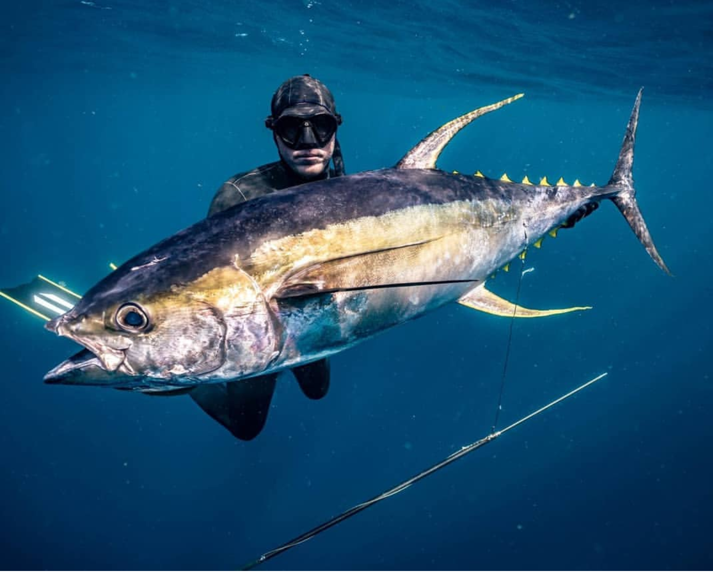 Polespear, Tuna, Headhunter Spearfishing, Spearfishing, Freediving, 