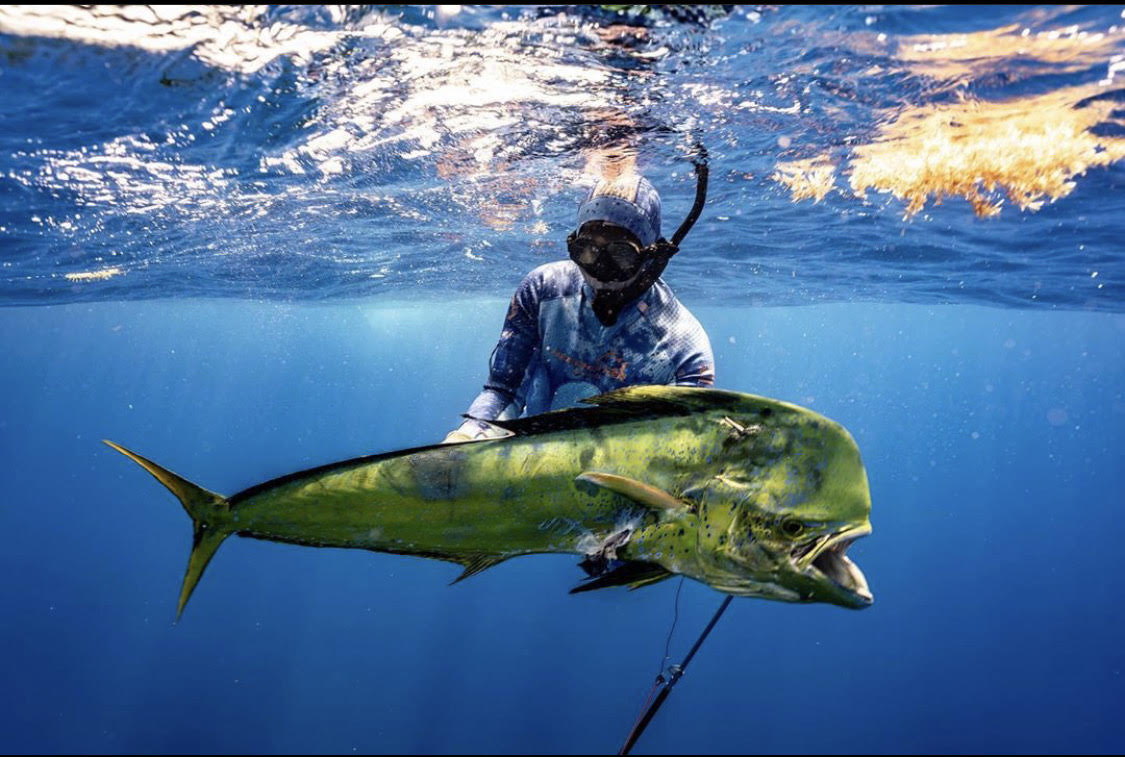 Spearfishing, Mahi, polespear, headhunter spearfishing, freediving, fishing, hunting