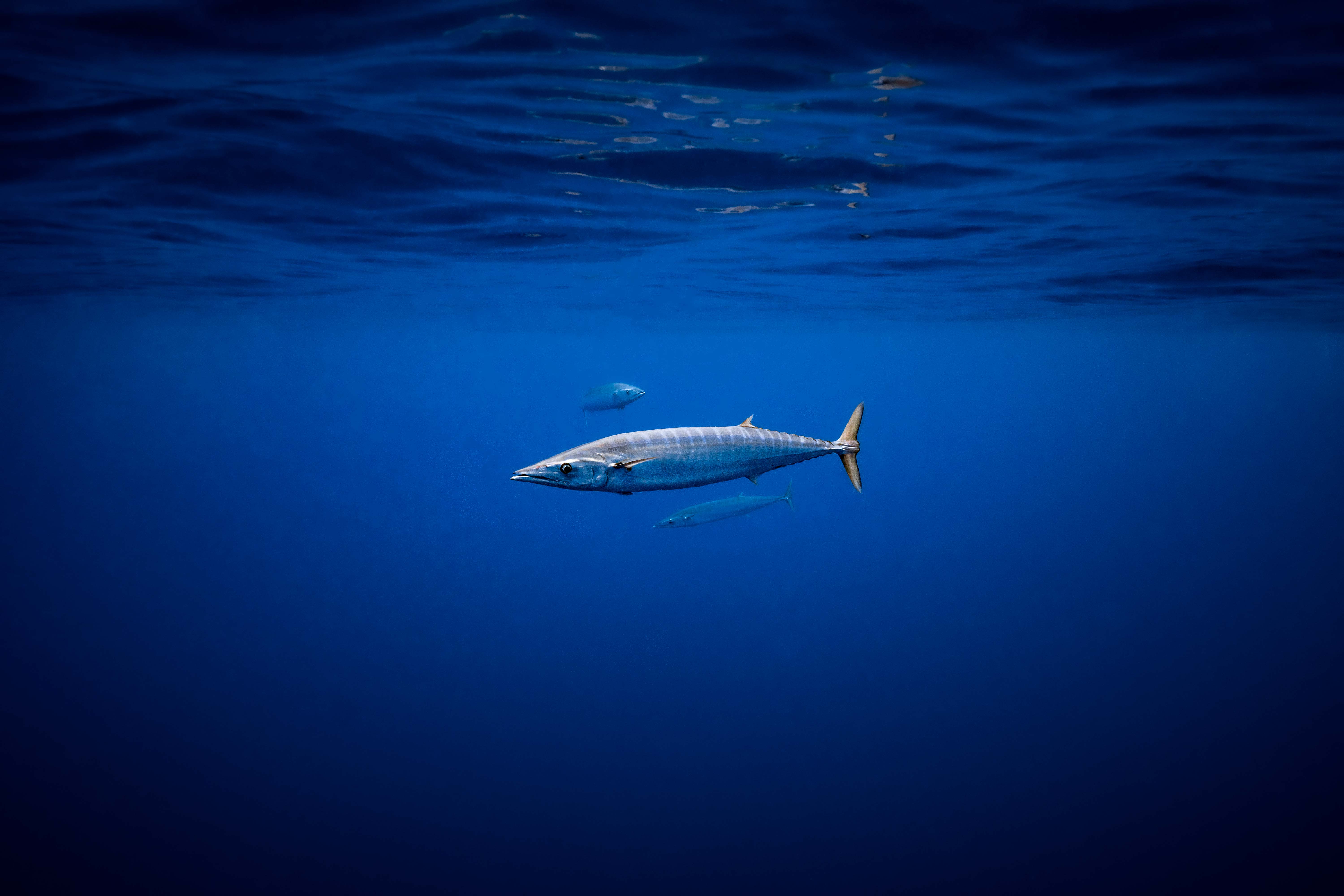 Hunt Pelagic Fish  The Headhunter Spearfishing Co.