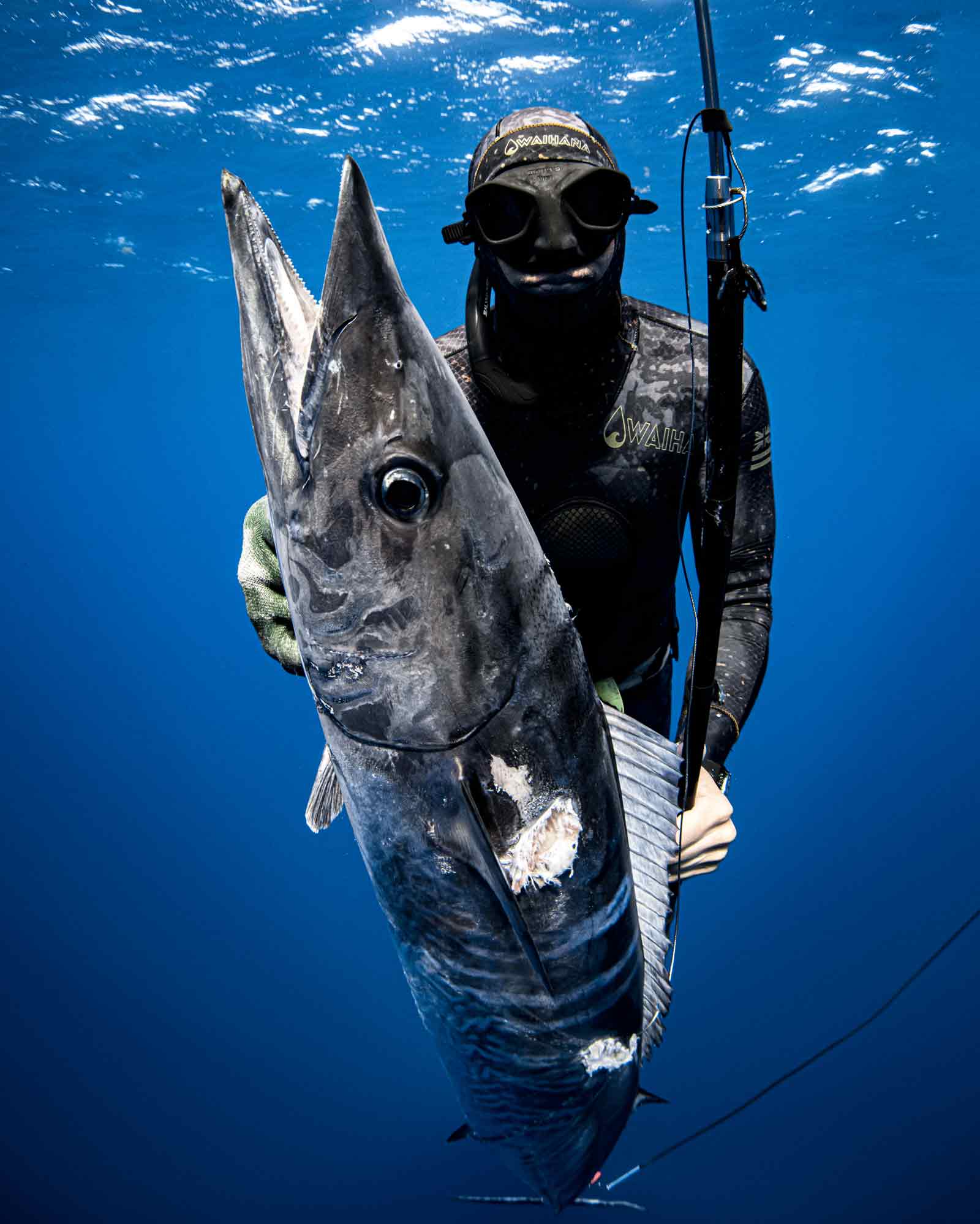 Hunt Pelagic Fish  The Headhunter Spearfishing Co.