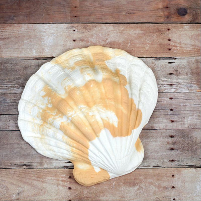 huge clam shell