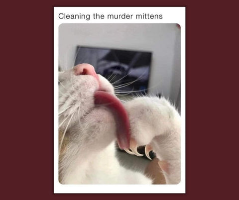 meme of cat "cleaning the murder mittens"