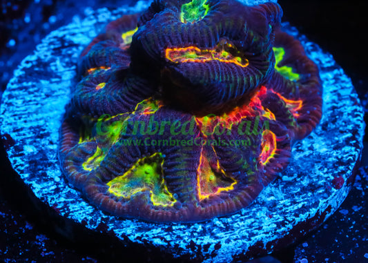Cornbred\'s Flaming Maze Brain – Cornbred Corals