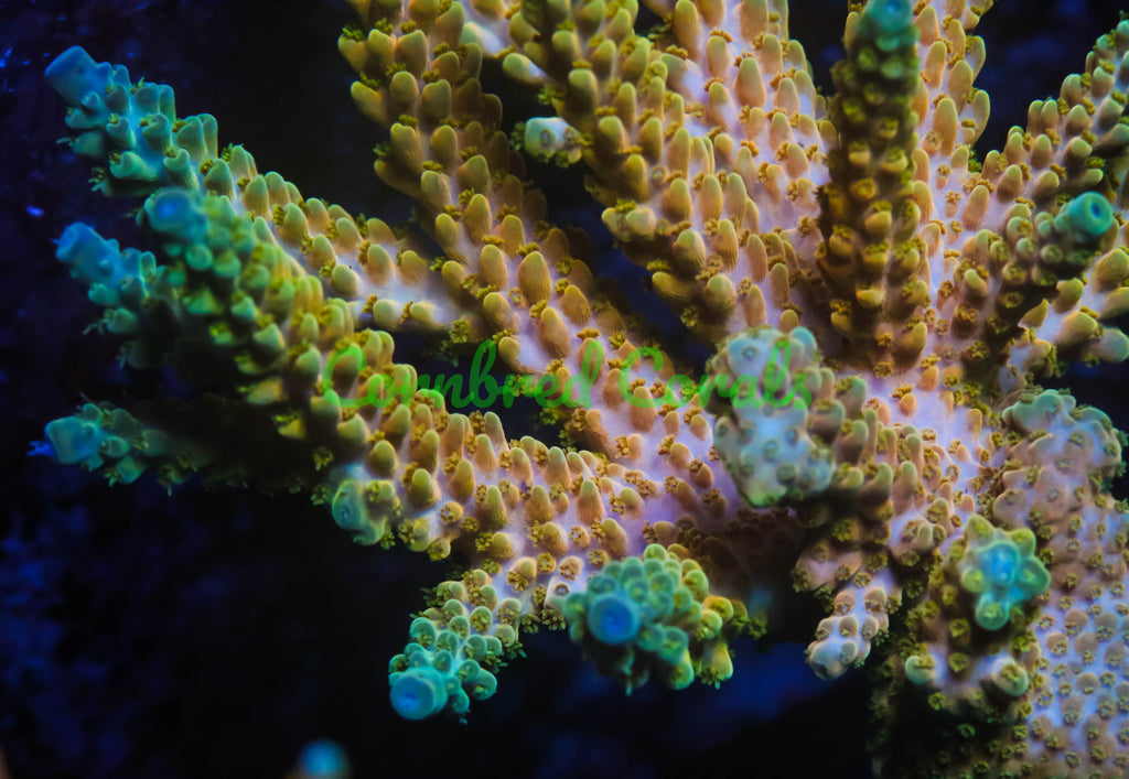 Cornbred's Hercules Acro – Cornbred Corals
