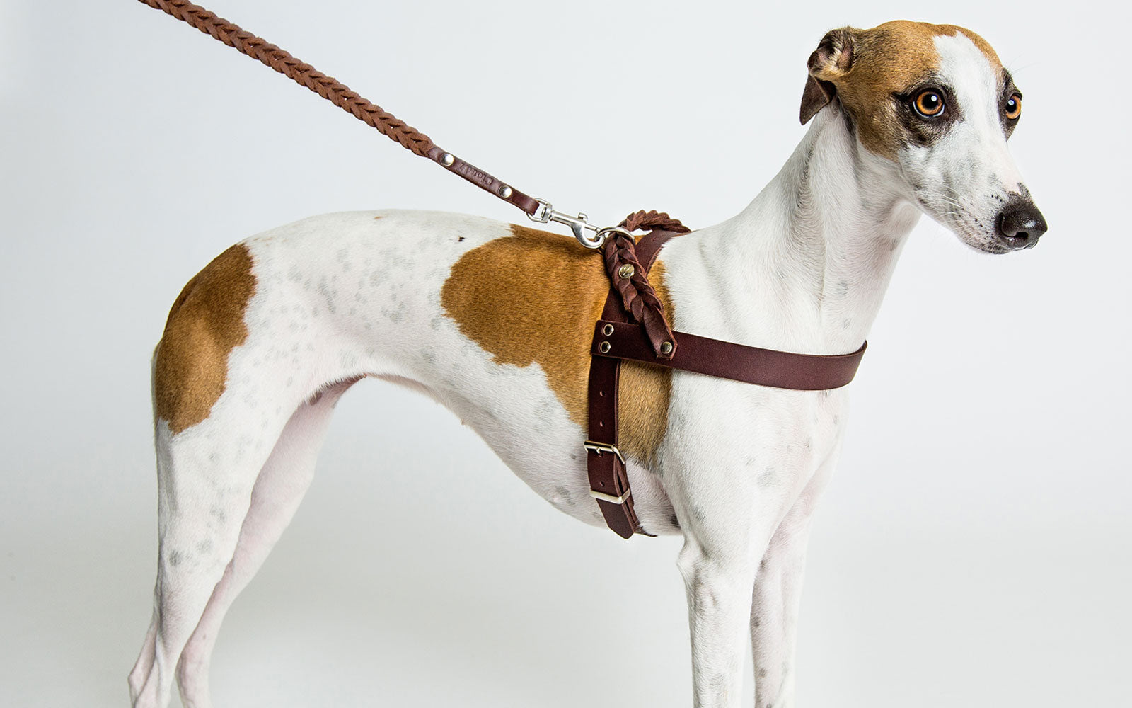 Designer Dog Collars, Dog Accessories, Dog Beds for Sale Australia