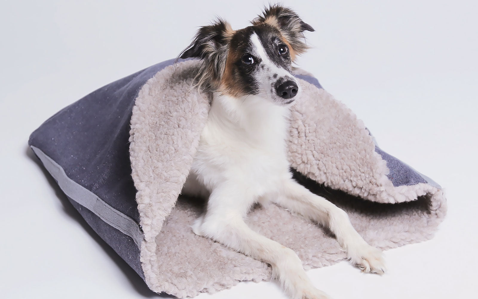 Designer Dog Collars, Dog Accessories, Dog Beds for Sale Australia