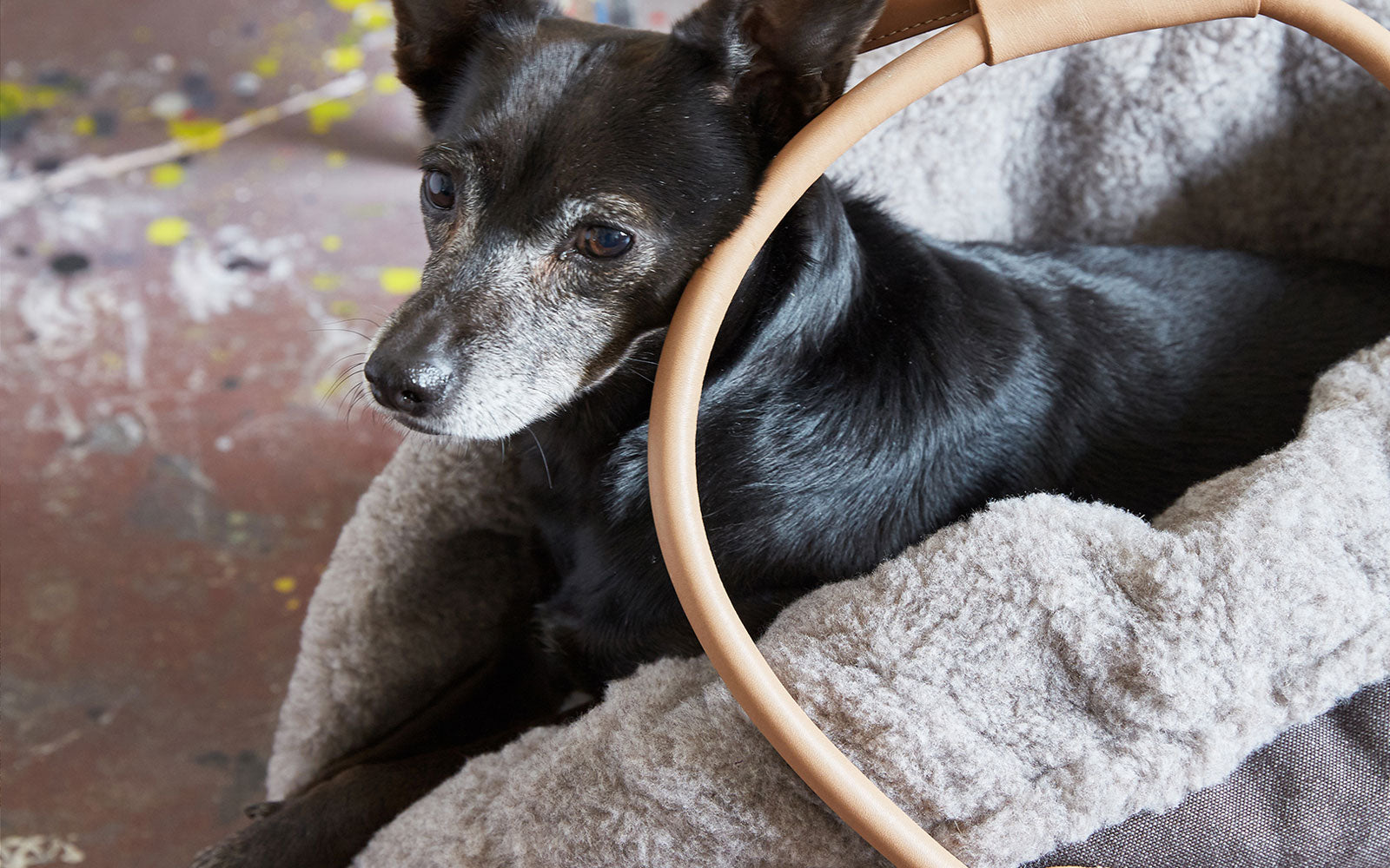 Designer Dog Collars, Dog Accessories, Dog Beds for Sale Australia