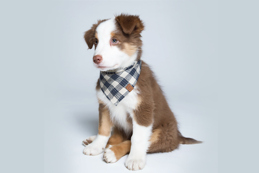 puppy bandanas australia