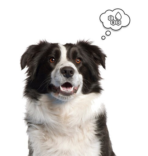 Chien Botaneo CBD A Propos
