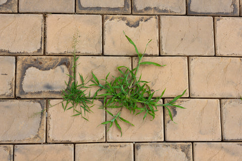 Weeds sprouting from block paving