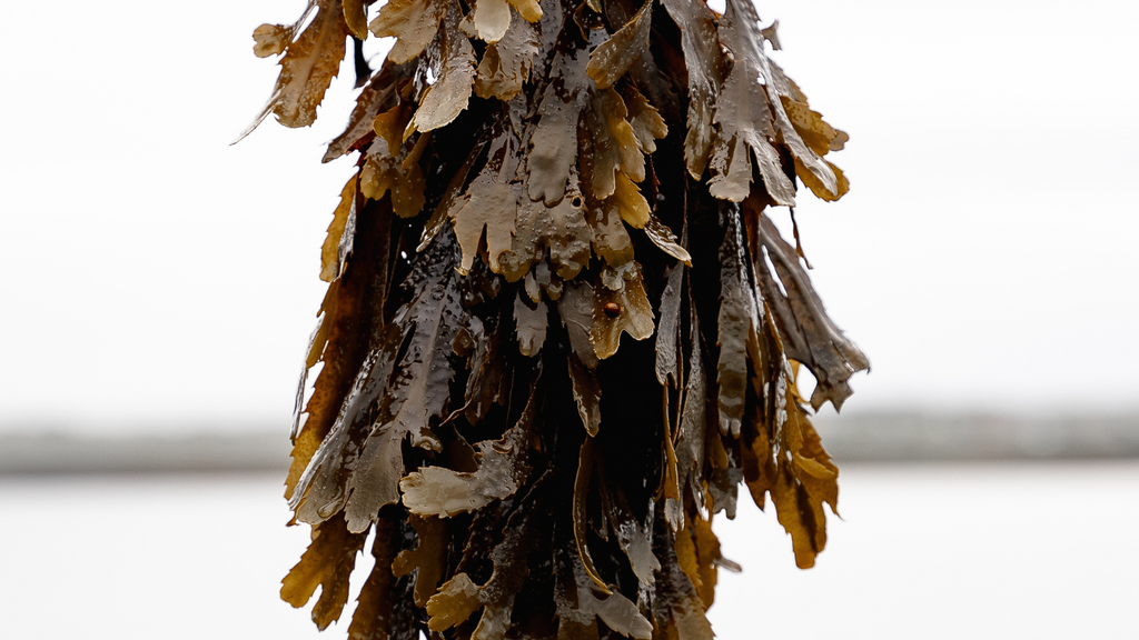 Fucus serratus