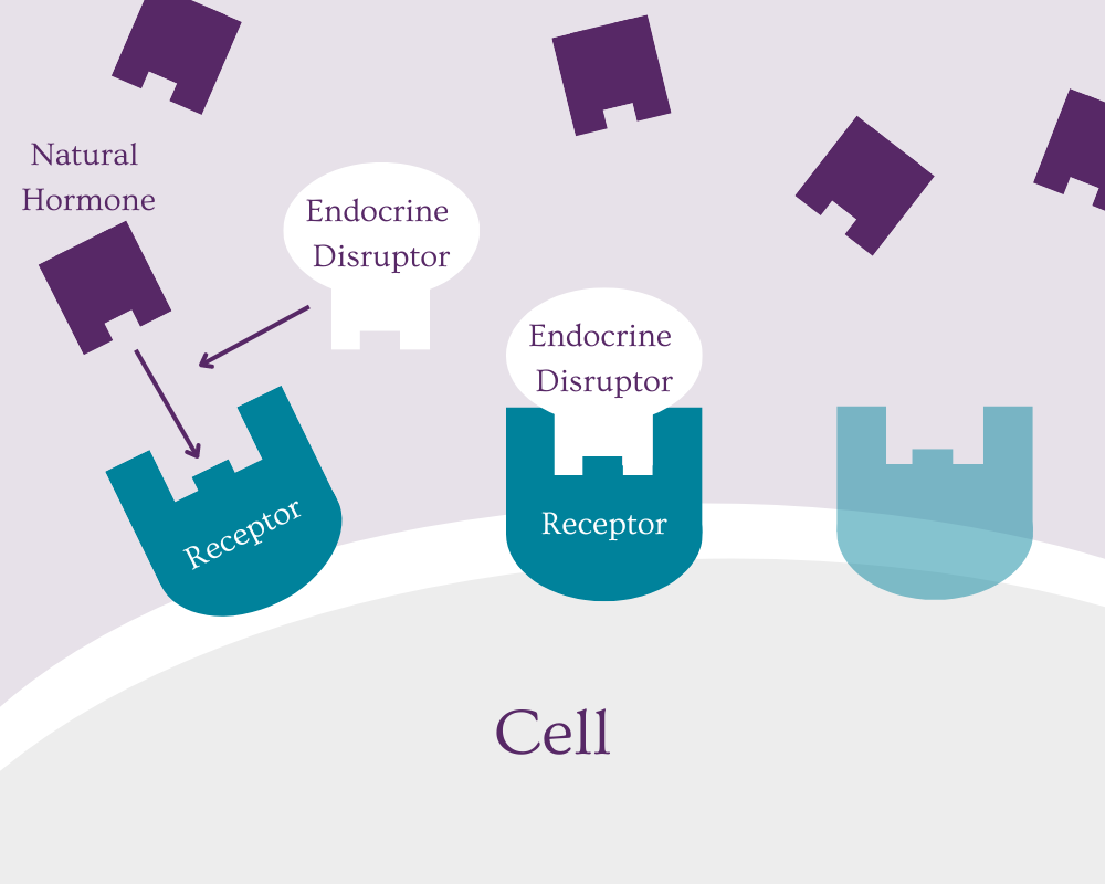 Description of how endocrine disruptors work