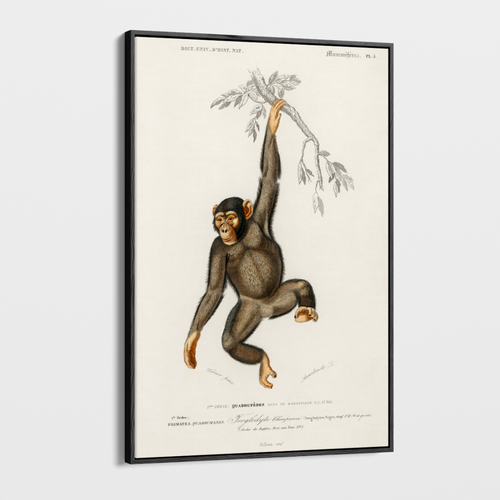 Canvas Wall Art - Vintage Illustration - Chimpanzee