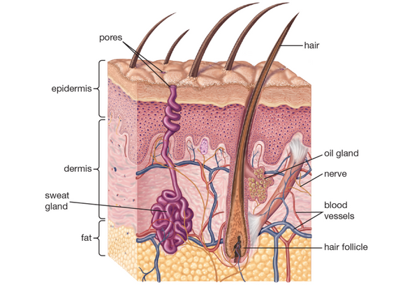 Layers within skin