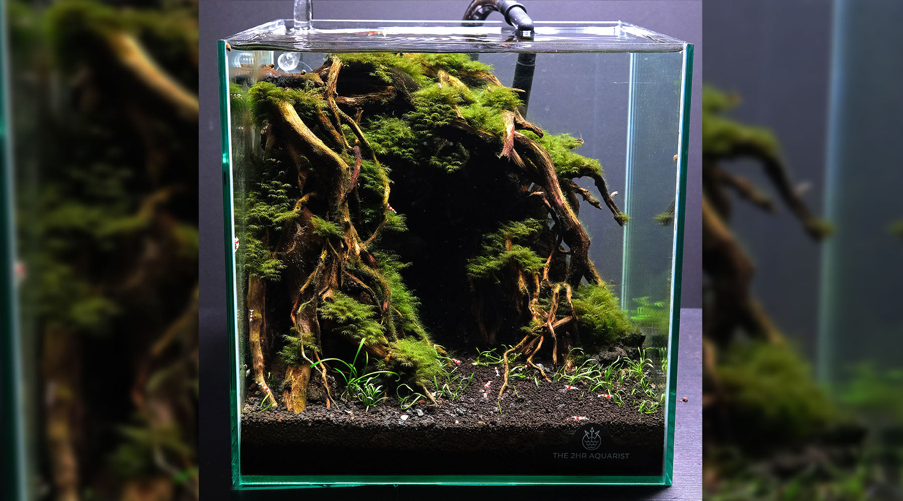 Setting up an easy mini low tech planted tank - The 2Hr Aquarist
