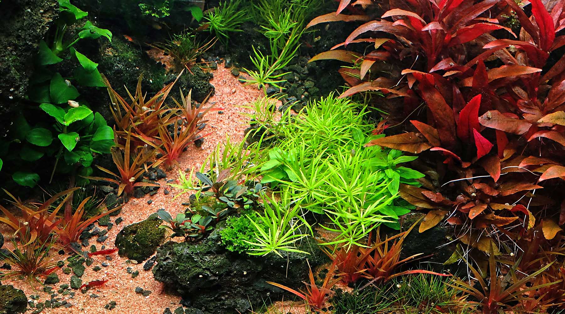 Guide complet des substrats pour aquarium planté