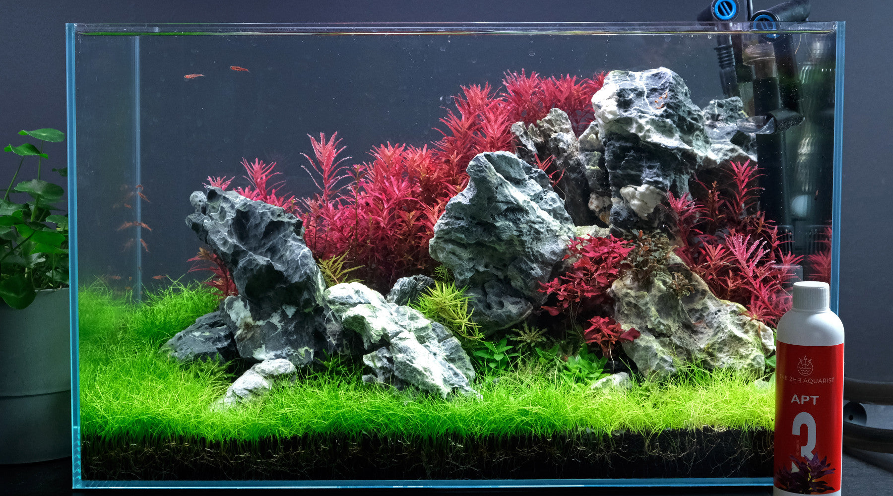 planted tropical fish tank