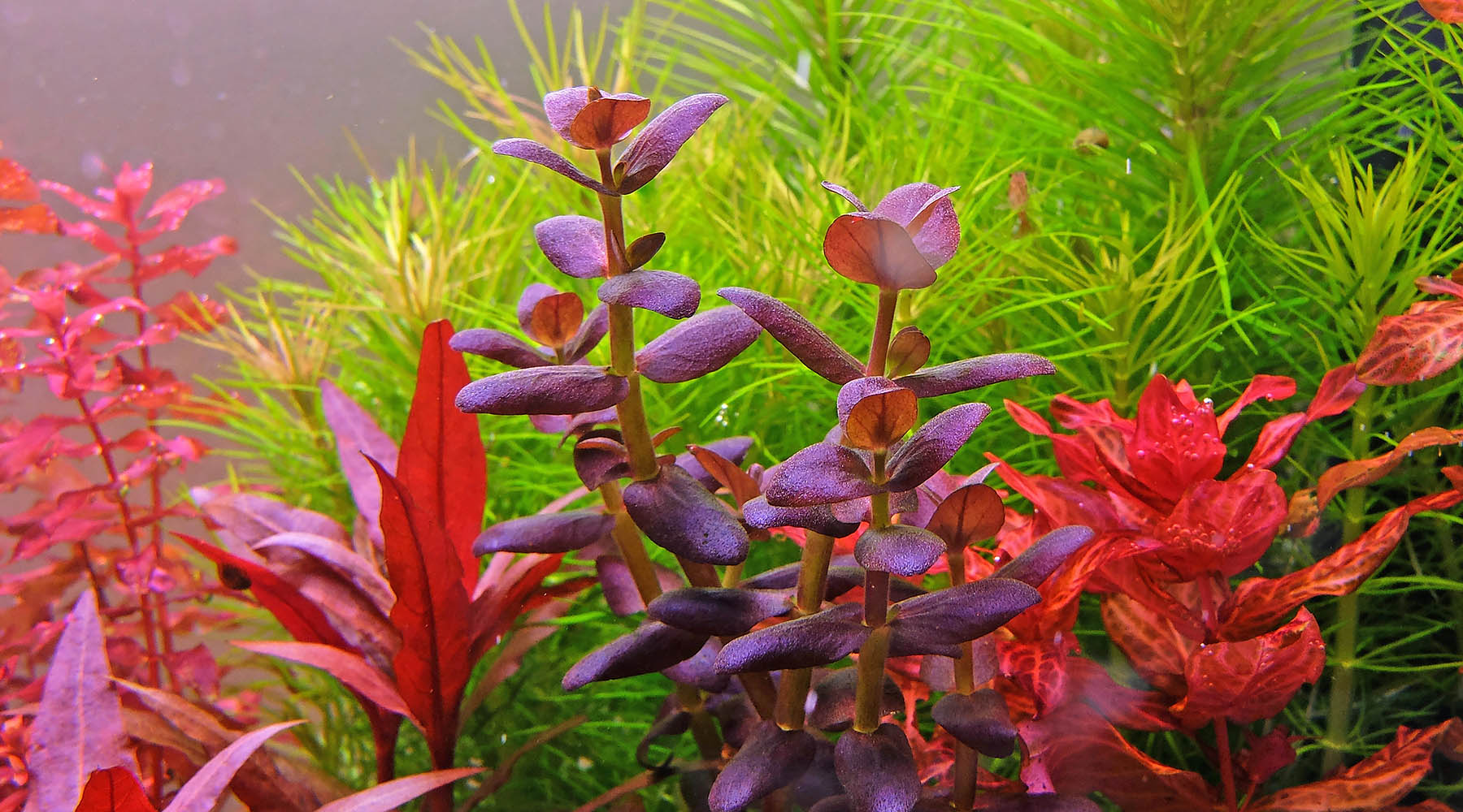 Do you need to fertilize aquarium plants? - The 2Hr Aquarist