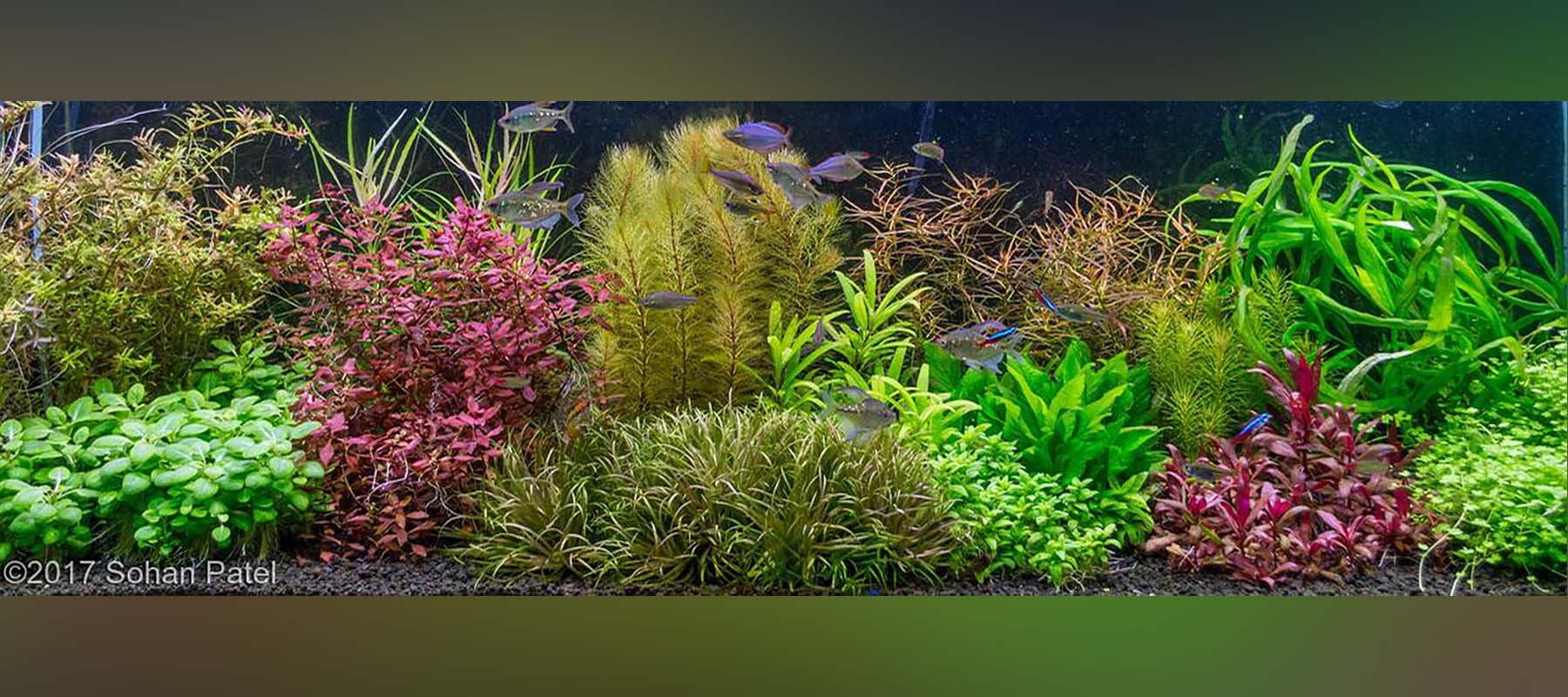 Aquascape Styles And Ideas The 2hr Aquarist