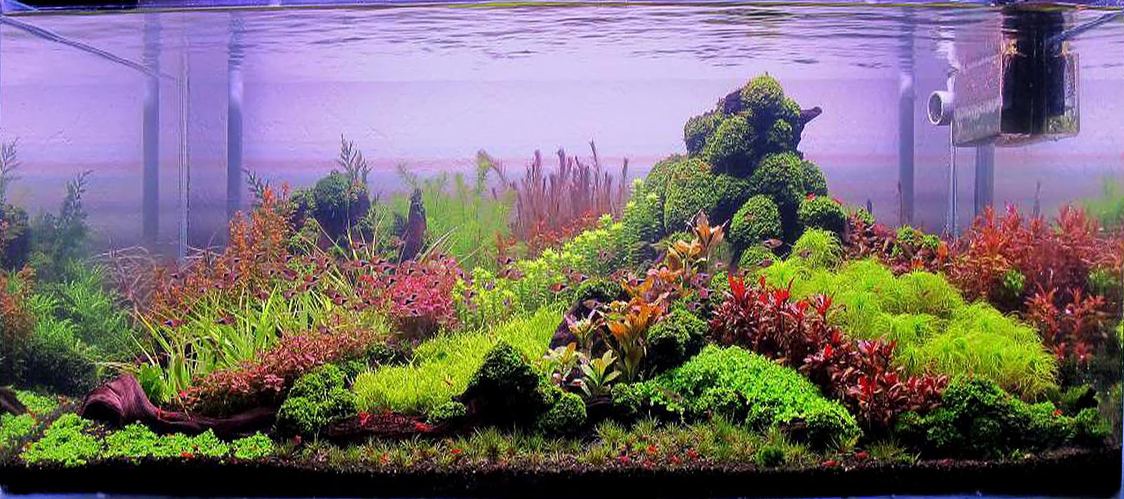 Aquascape Styles And Ideas The 2hr Aquarist