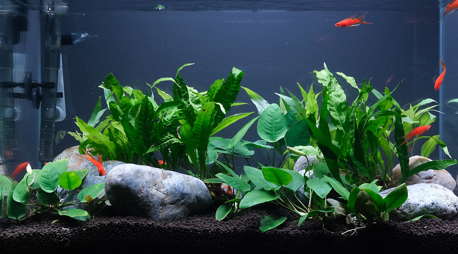 astronaut groentje Terug, terug, terug deel Fish Tank vs Planted Tank? 7 Differences - The 2Hr Aquarist