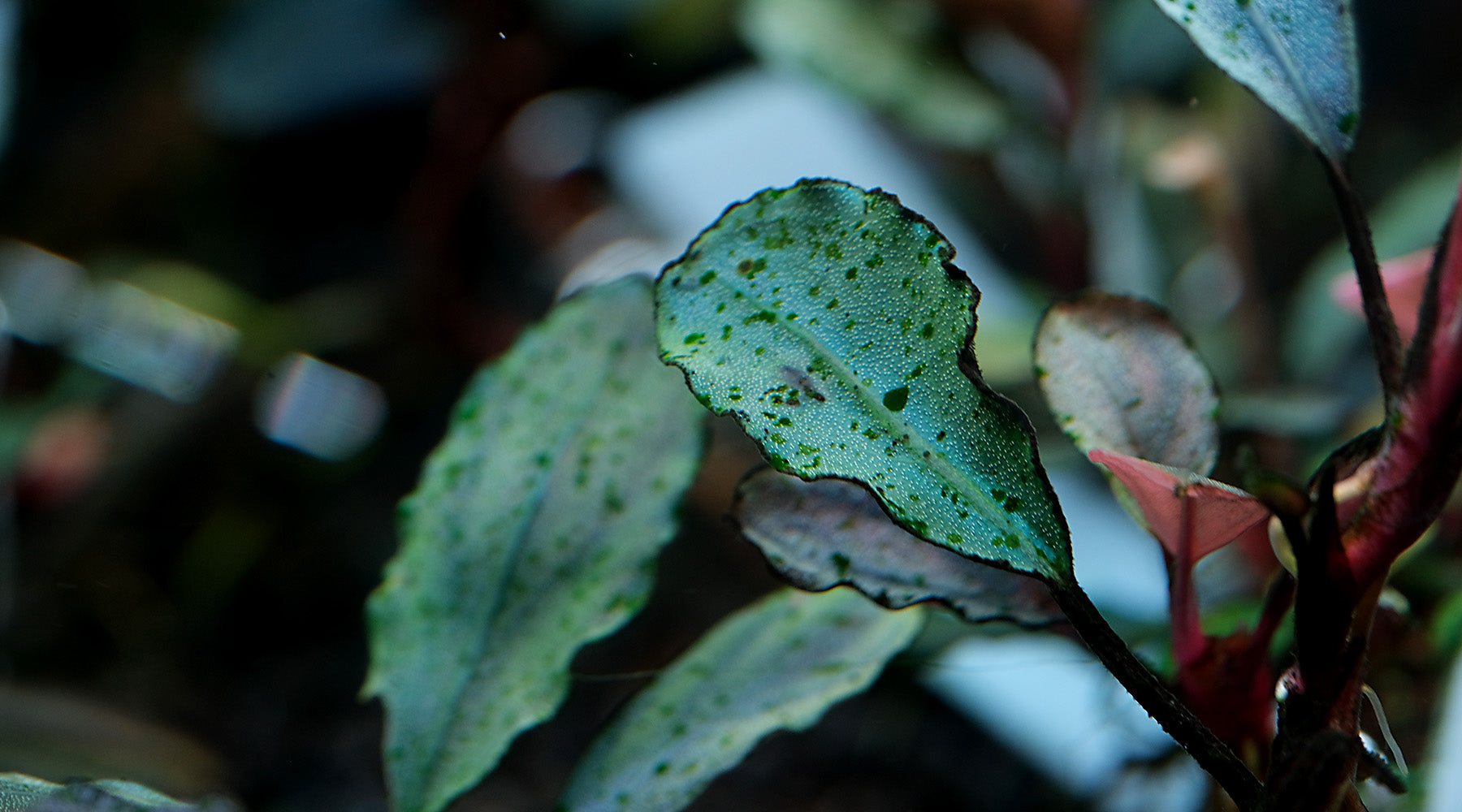 Green Spot On Bucephalandra 1800 2000x ?v=1640053034