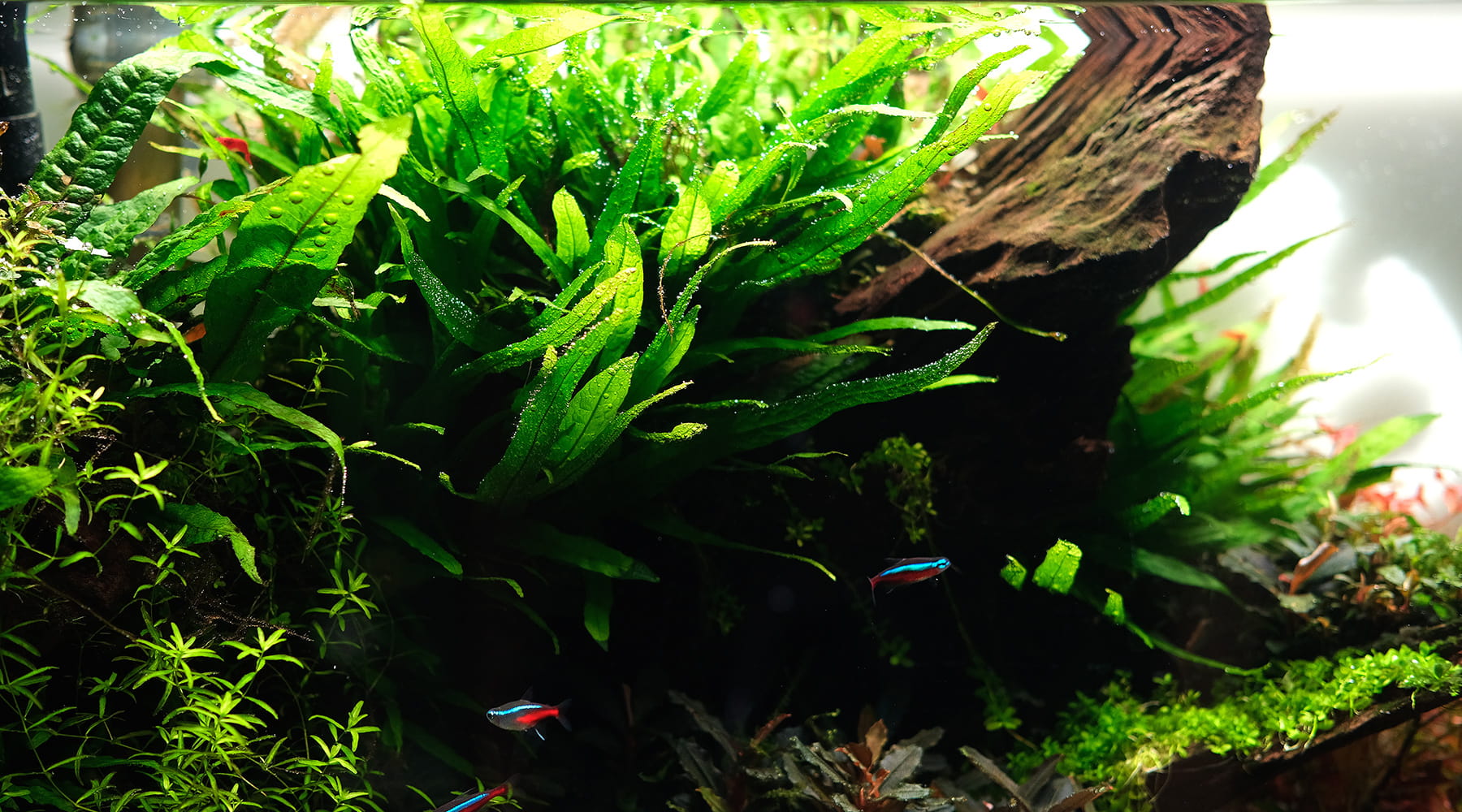 aquarium java fern