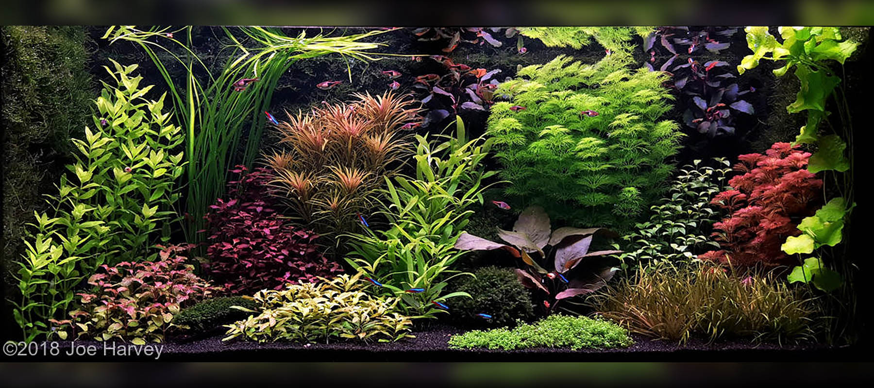 Aquascape Styles And Ideas The 2hr Aquarist