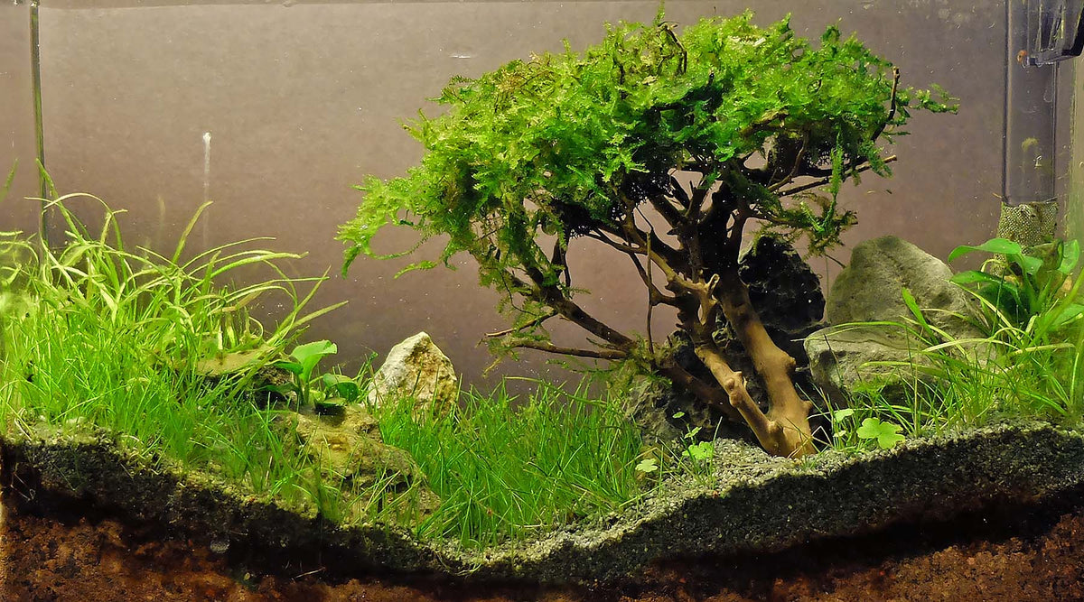 How to Make a Moss Tree or Moss Bonsai in Your Planted Aquarium