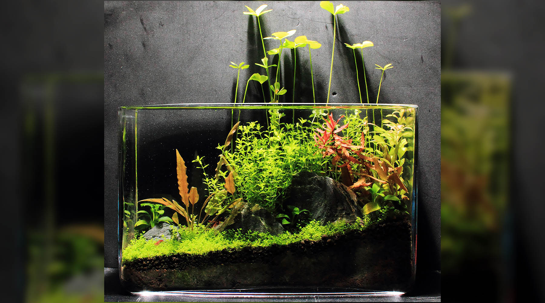 audit Controverse rechtop Planted tank with no filter? - The 2Hr Aquarist