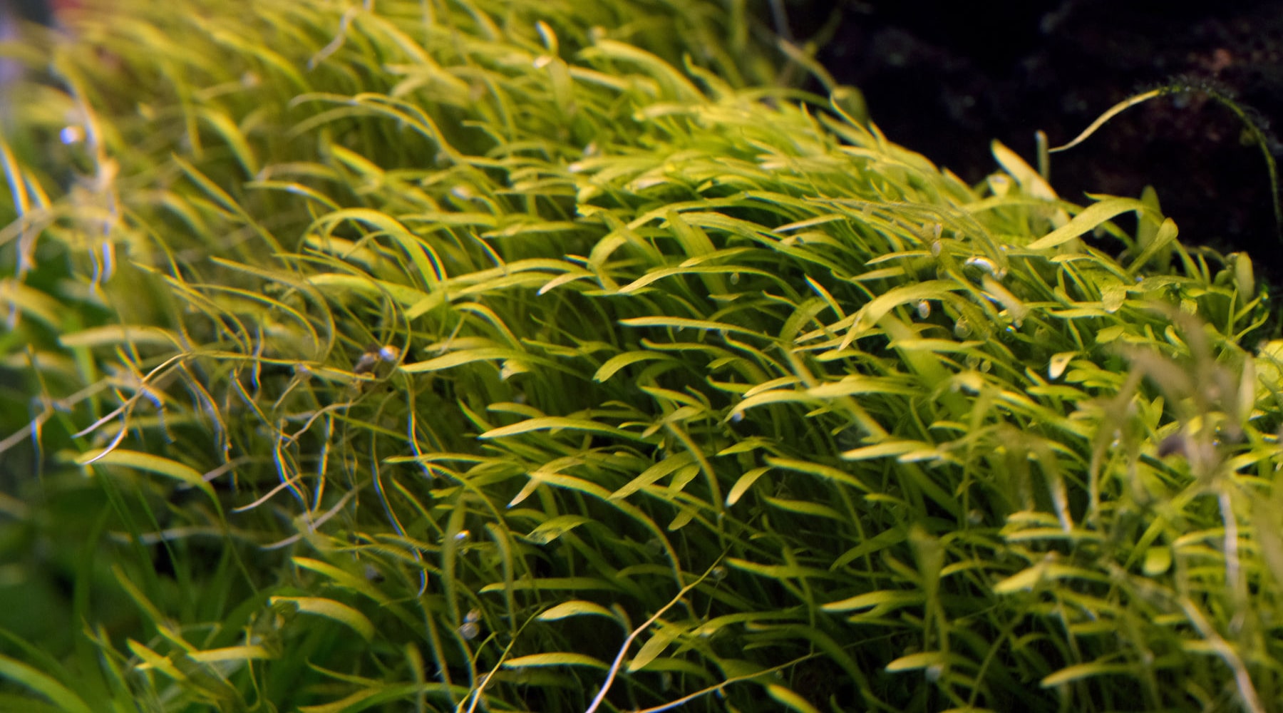How to grow Utricularia graminifolia The 2Hr Aquarist