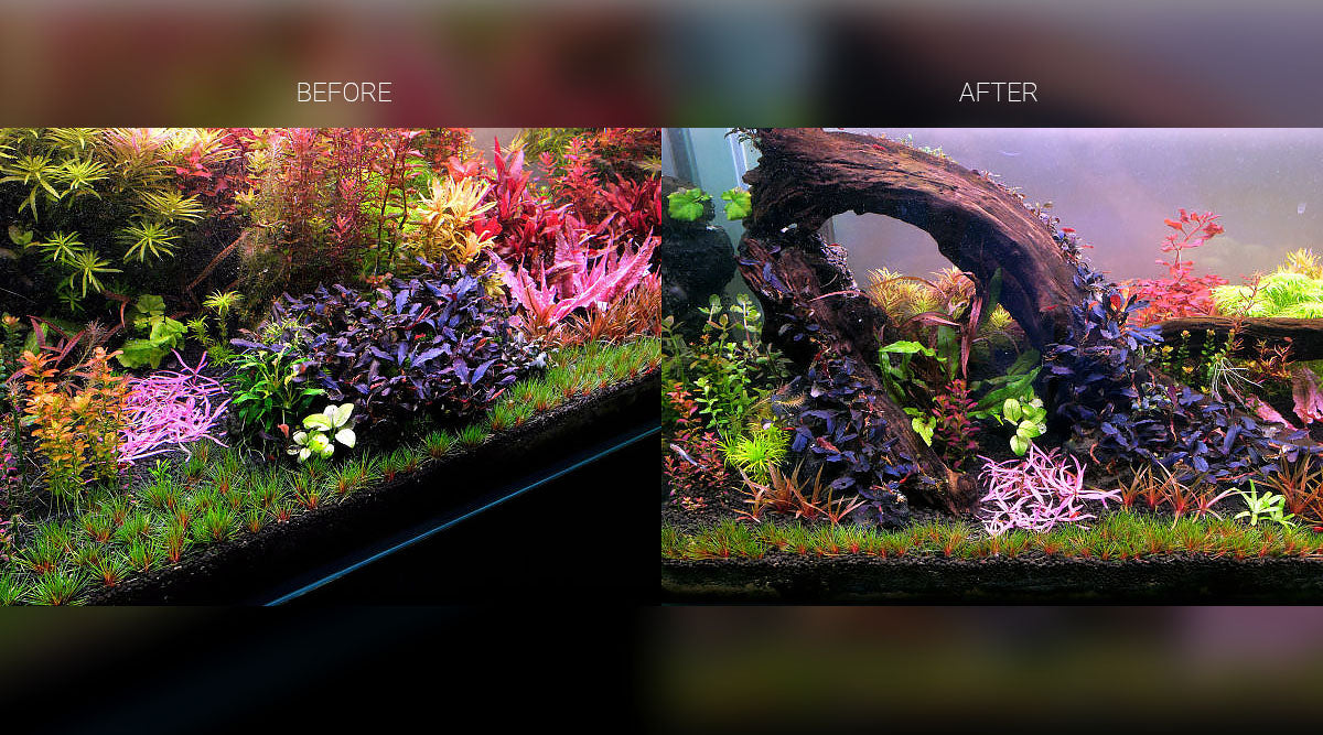 advanced planted tank