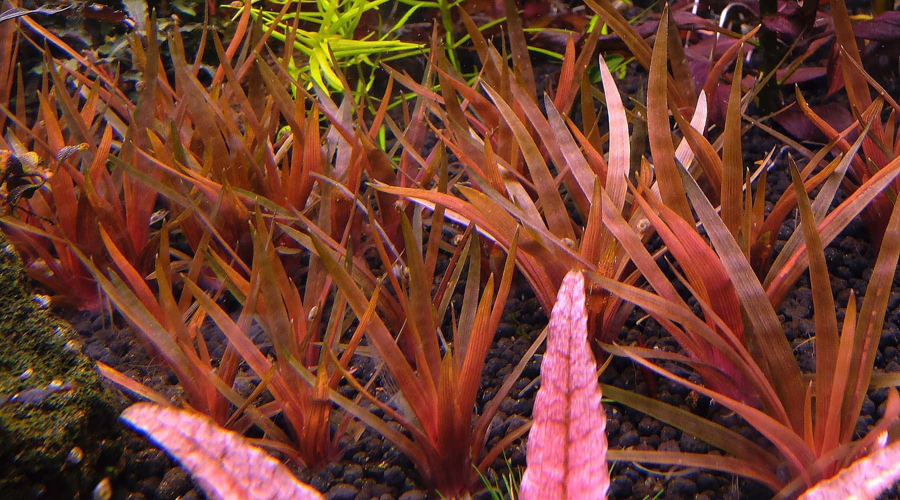 How To Grow Eriocaulon Quinquangulare The 2hr Aquarist