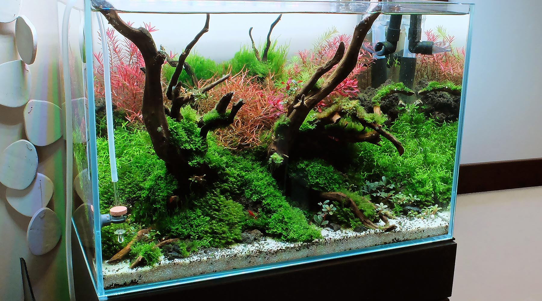ADA Style Tank by The 2Hr Aquarist