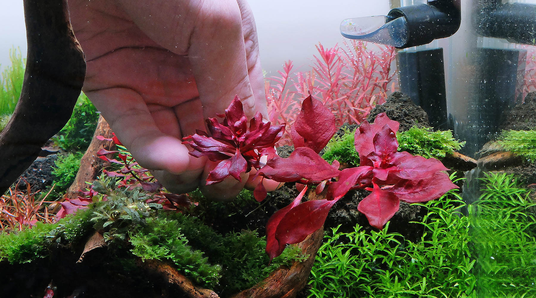 Ludwigia sp Red comparison