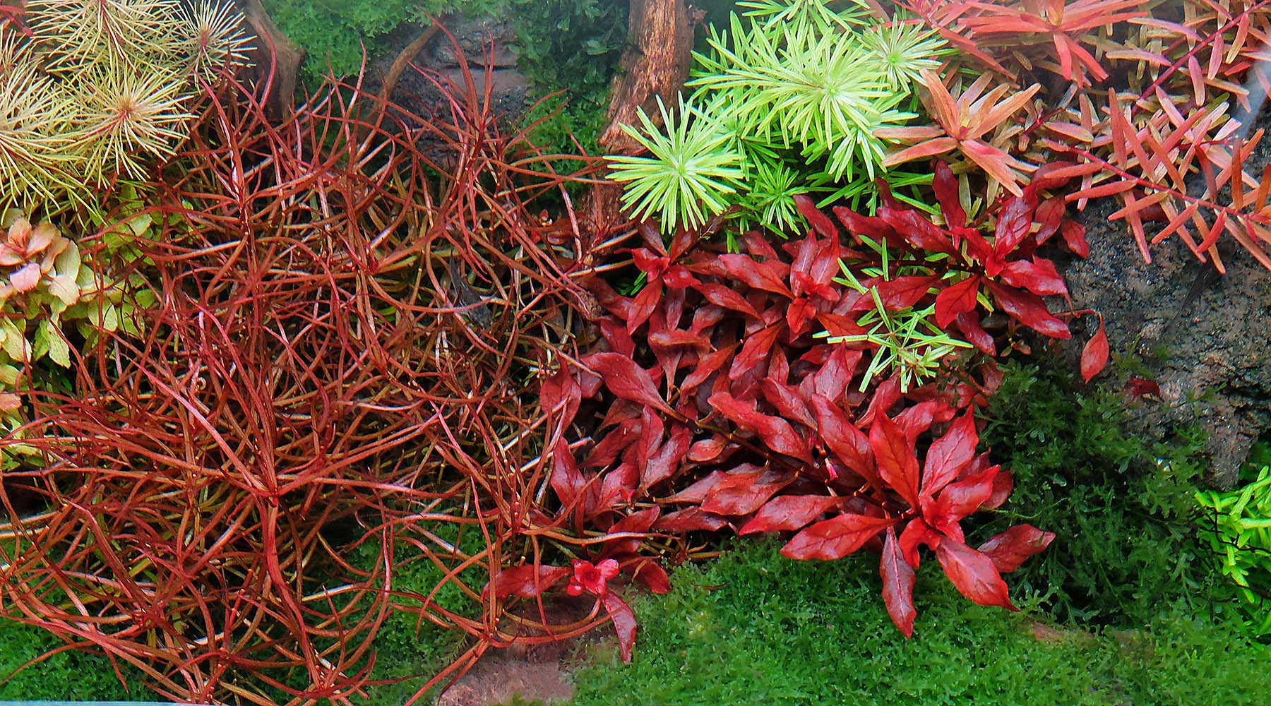 Plants grown under APT Zero