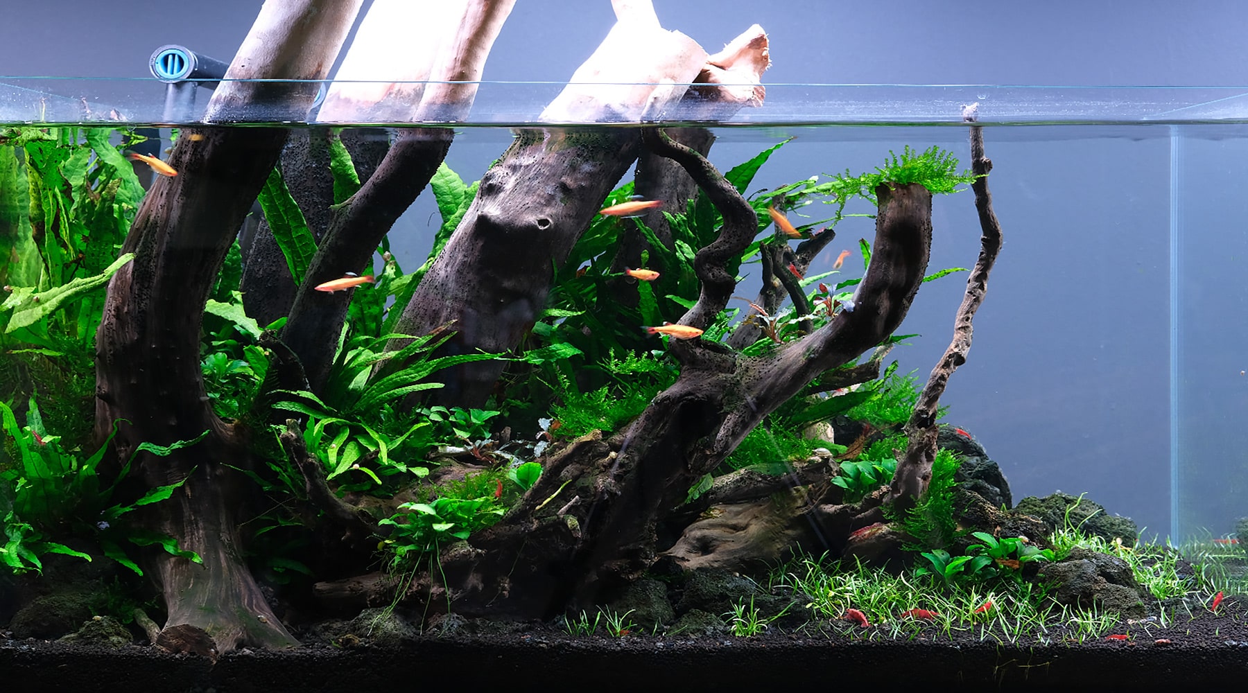 2Hr low Tech Tank no CO2