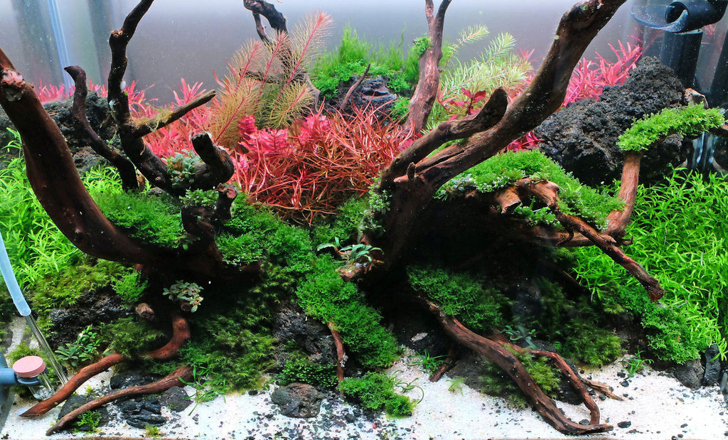 Willow moss, live aquarium plant, homegrown,ada, WYSIWYG,cherry shrimp,java  moss