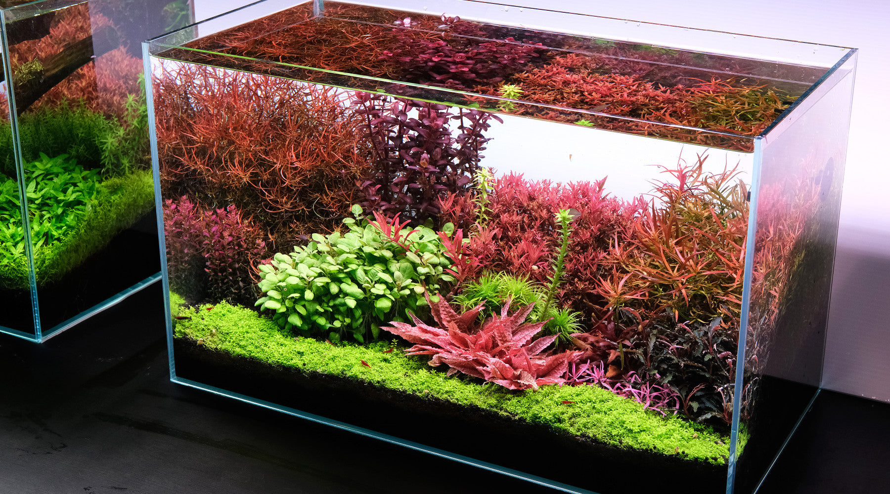 The Top LED Aquarium Lighting Picks for 2021