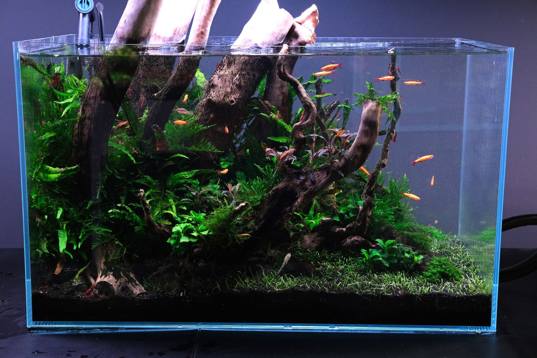 How to grow mosses in the aquarium - The 2Hr Aquarist